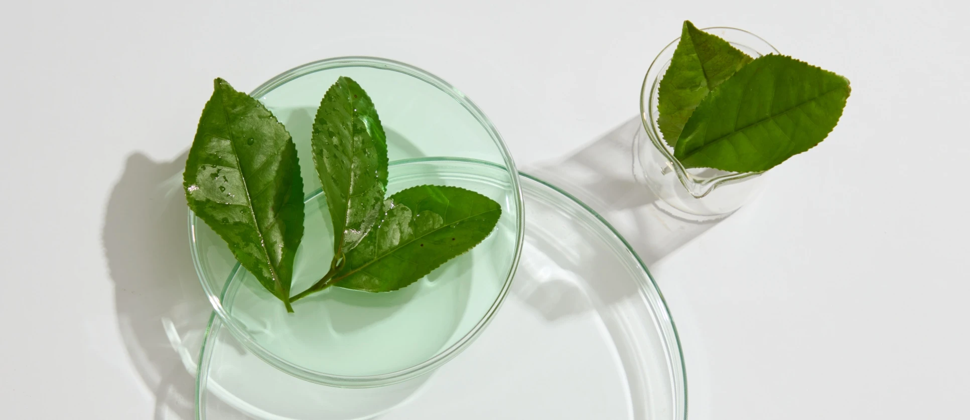 Kozmetikai összetevő közelebbről: a zöldtea-kivonat