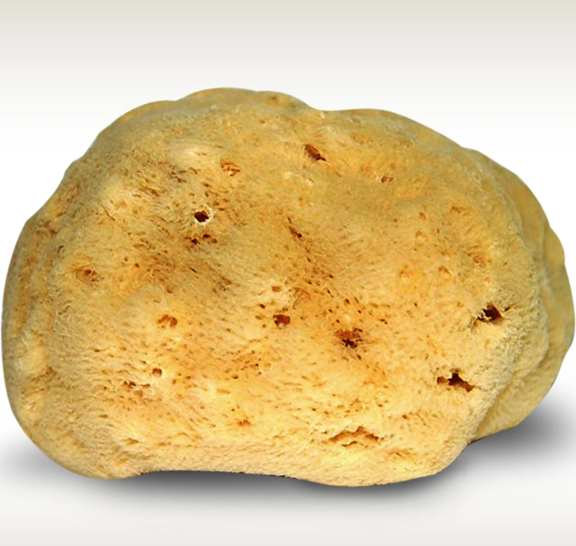 Manna Honeycomb Természetes Tengeri Szivacs